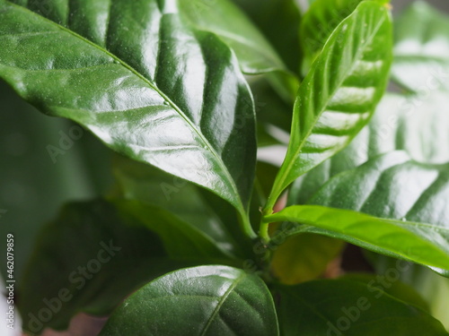 green leaves of coffee tree close up