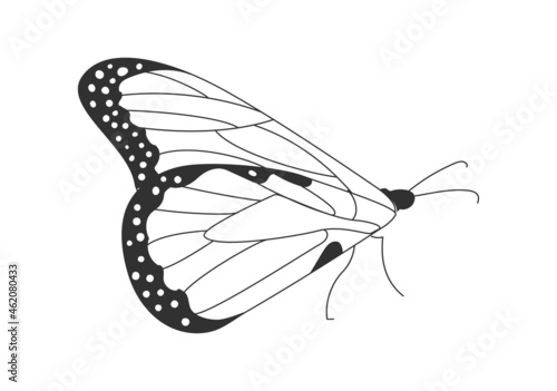 Moth side view. Beautiful butterfly with long wings sits on surface. Design element for books, magazines and websites. Cartoon contemporary flat vector illustration isolated on white background