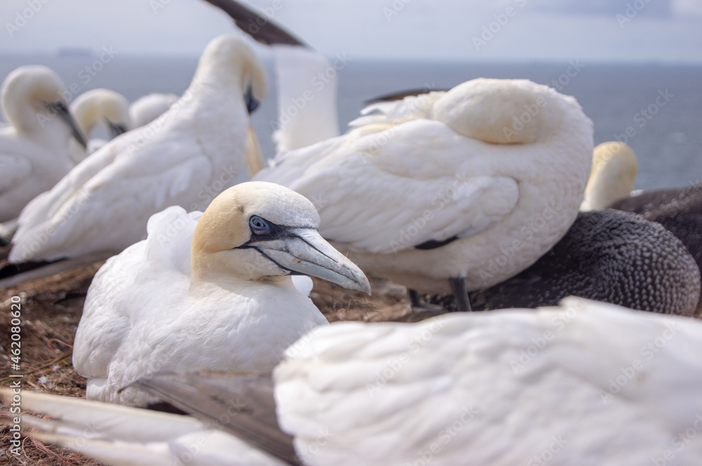 Obraz premium Basstölpel