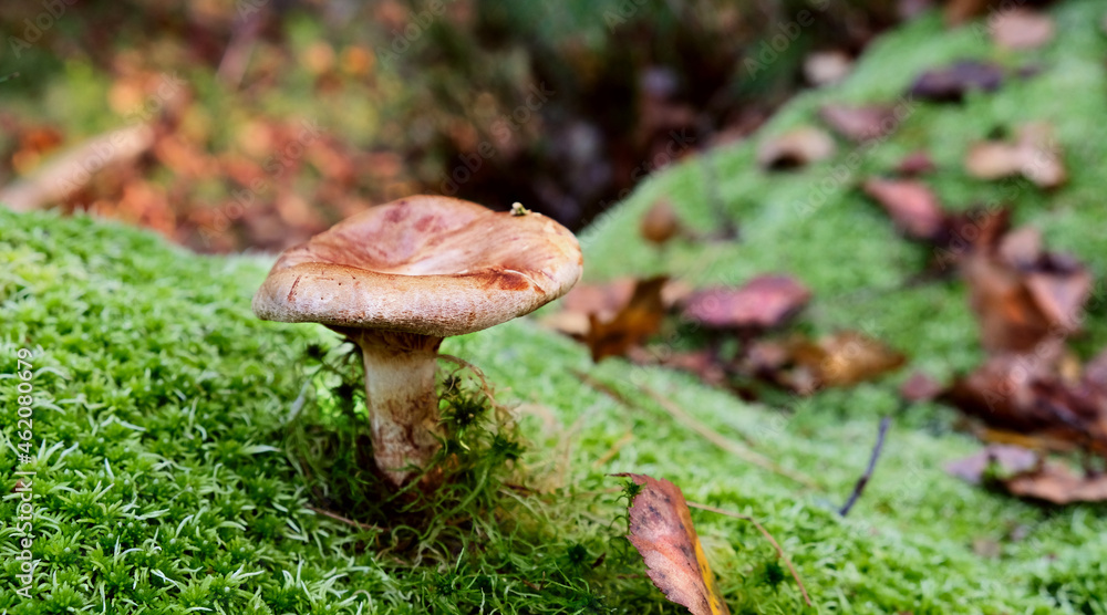 Mushroom in the forest Mushroom in the forest