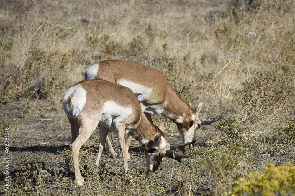 Two pronghorn grazing on Antelope Island Utah Two pronghorn grazing on Antelope Island Utah
