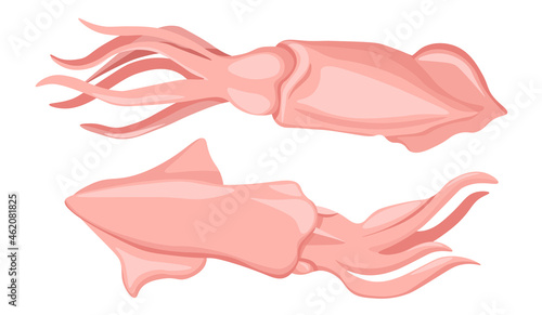 Squid Sea Creature. Raw Seafood, Aquatic Underwater Animal. Calamari or Cuttlefish Invertebrate Mollusk, Marine Animal