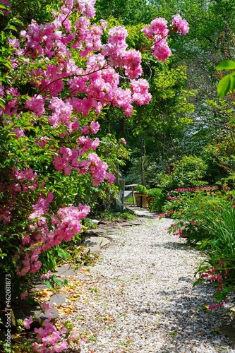 Fototapeta Naklejka Na Ścianę i Meble -  A gravel path in a romantic cottage garden in spring