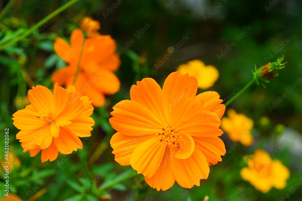 Orange cosmos (sulphureus) flower growing in the garden Orange cosmos (sulphureus) flower growing in the garden
