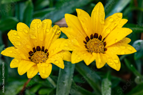 yellow flower in the garden