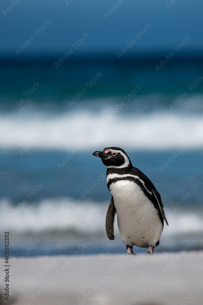 Naklejka premium Un manchot de Magellan sur une plage des îles Falkland.