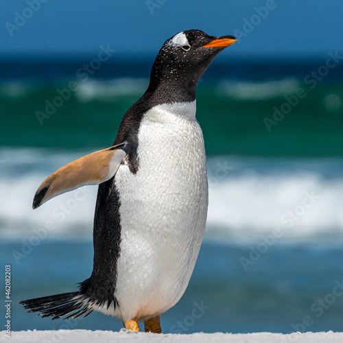 Un manchot papou sur une   le des Falkland.