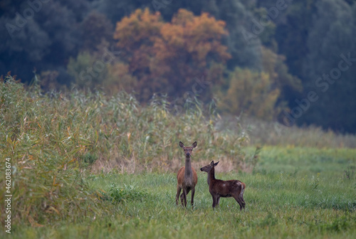 Hind and fawn red deer standing in forest in autumn