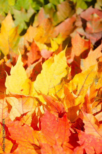 Autumn multicolored maple leaves background. Fallen autumn leaves with copy space. Color gradient surface of foliage. Selective focus on texture of red, orange, yellow, green leaves.