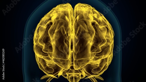 3d illustartion of human brain anatomy. © PIC4U
