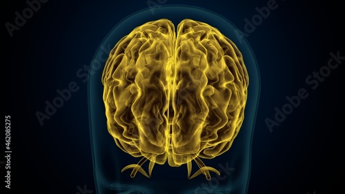 3d illustartion of human brain anatomy.