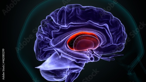 3d illustration of human brain Brain caudate nucleus Anatomy. photo