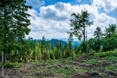 Polish mountain view in Beskid Sadecki, Beskids, Beskidy summer view on red trail to the Hala Labowska in Beskids mountains in Poland photo