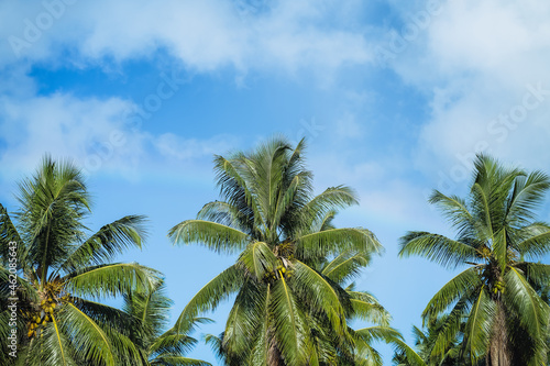 Wallpaper Mural Coconut cluster on palm tree, beautiful fresh leaf with background blue sky. Tropical fruits vegetation Torontodigital.ca