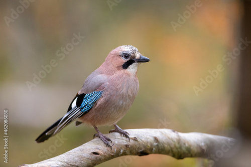 Canvas Print the eurasian jay sitting on the tree in forest at autumn