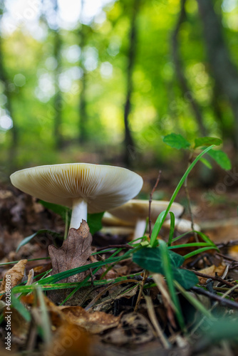 Mushrooms growing at ground level in a humid forest with the ground full of fallen autumn foliage