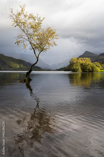 The Lonely tree at autumn