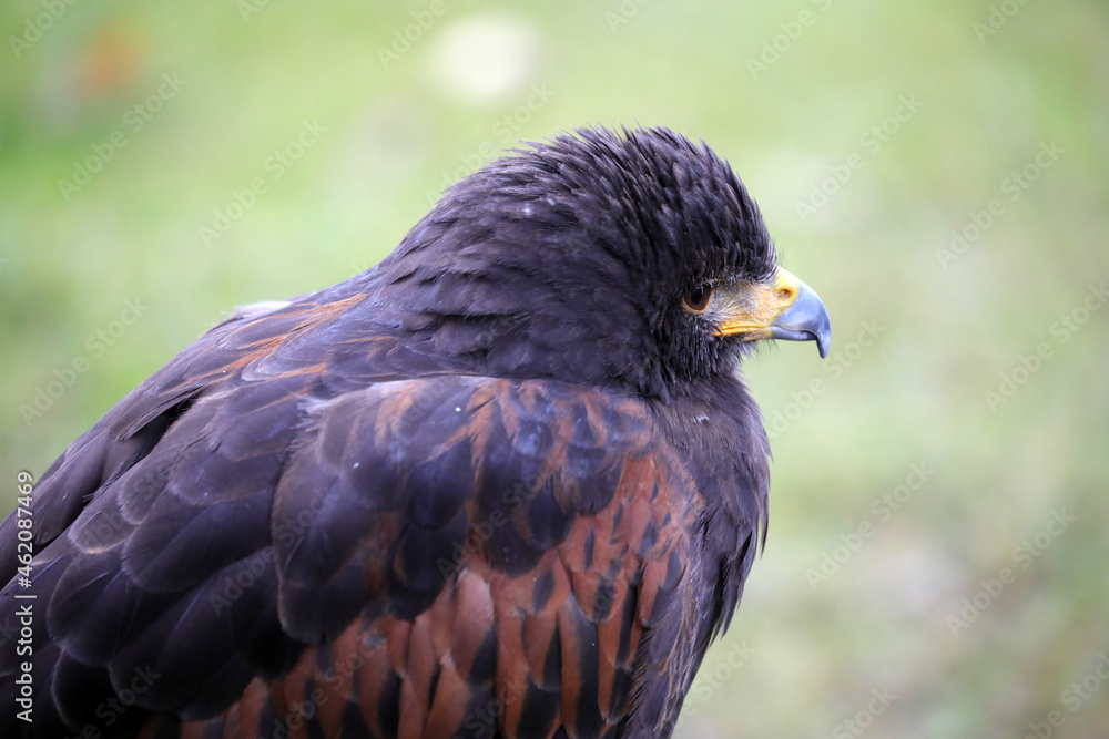 Obraz premium Sehr schöner Greifvogel