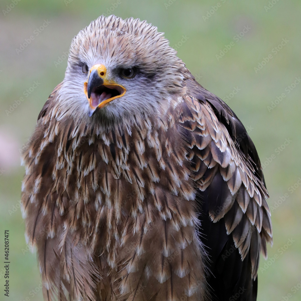 Obraz premium Sehr schöner Greifvogel