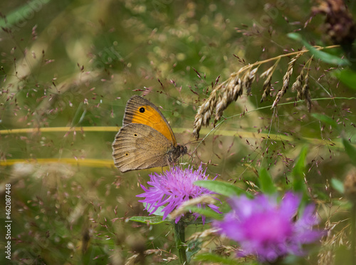 A big ox eye butterfly closeup at summer on a flower in summer, copy space photo