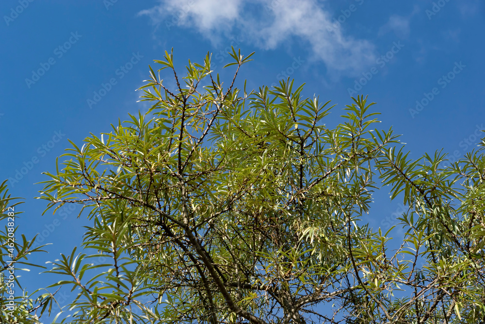 Green sea buckthorn tree on blue sky background
