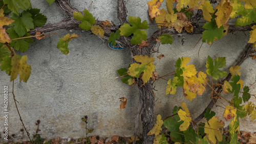 Trunk of a an old grape vine as the leaves change colour photo