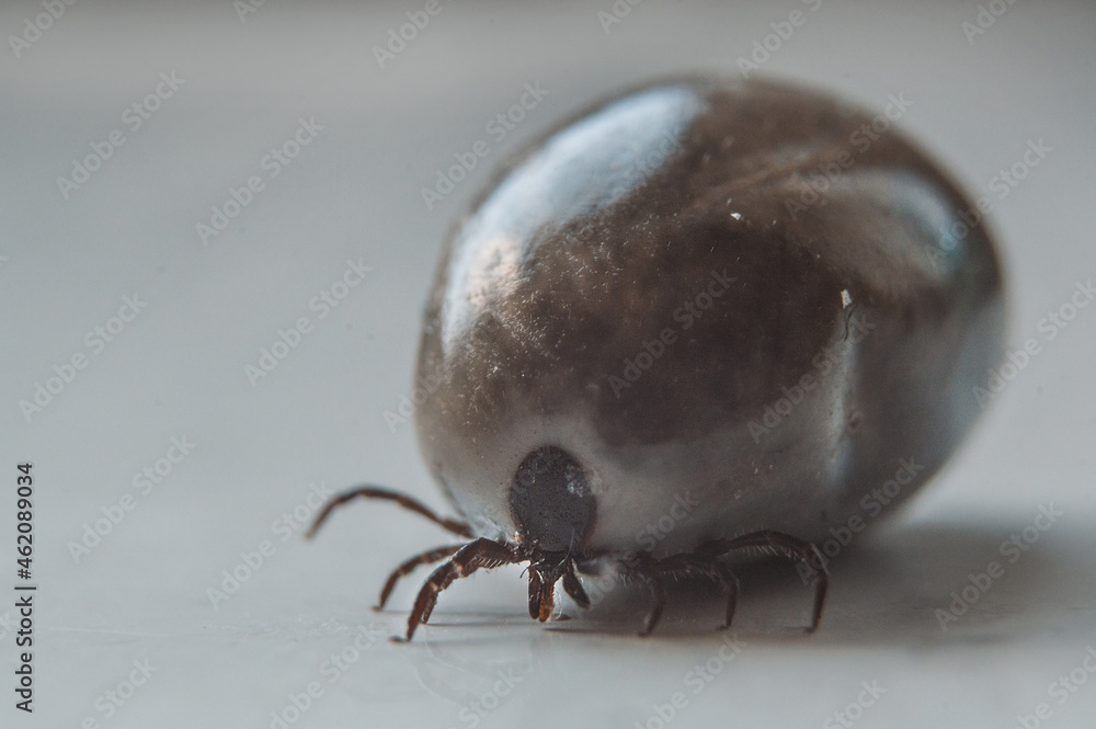 Tick Tick
