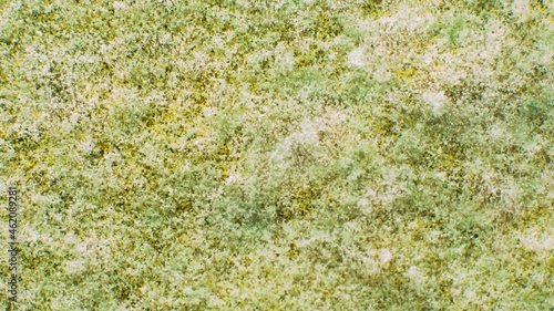 Timelapse of growing Aspergillus mould. Asexual state. This mould is known to cause fungal infections, others are of commercial importance. photo