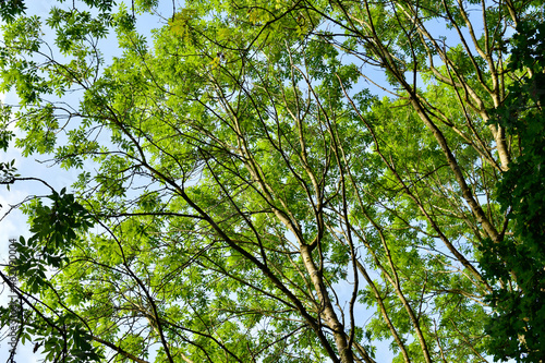 Sunlit green leaves against the blue sky