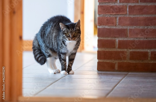 A tabby cat with green eyes is standing in a hallway with an arched back. It's glaring at the camera with the fur on its back and tail bristled. 