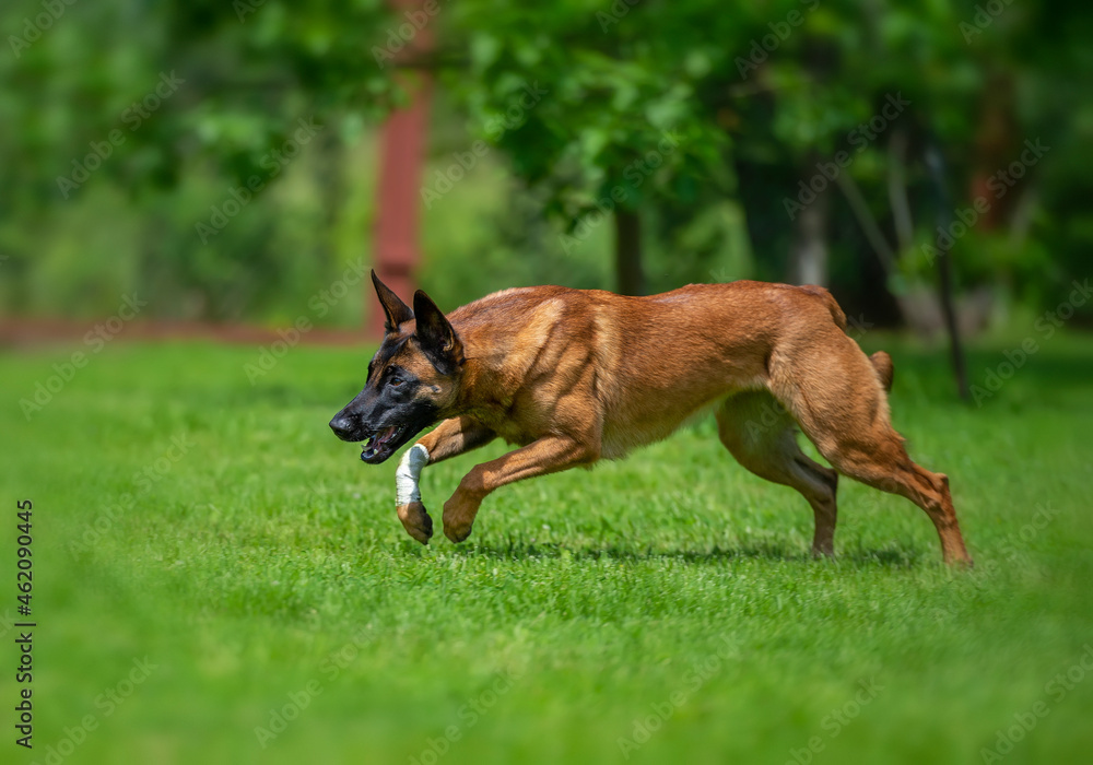 A young female Belgian Shepherd Malinois hunts her prey in a sunny green meadow A young female Belgian Shepherd Malinois hunts her prey in a sunny green meadow