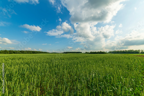 Wide-angle landscape with a wheat field in the Moscow region