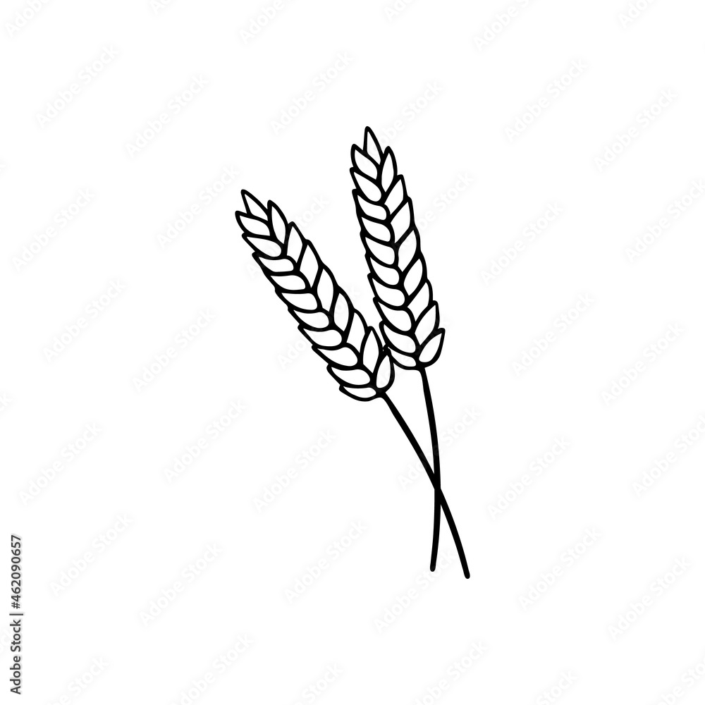 Spikelet of wheat in doodle style. For banner, poster and menu bakery shop. Hand drawn vector illustration isolated on white background.
