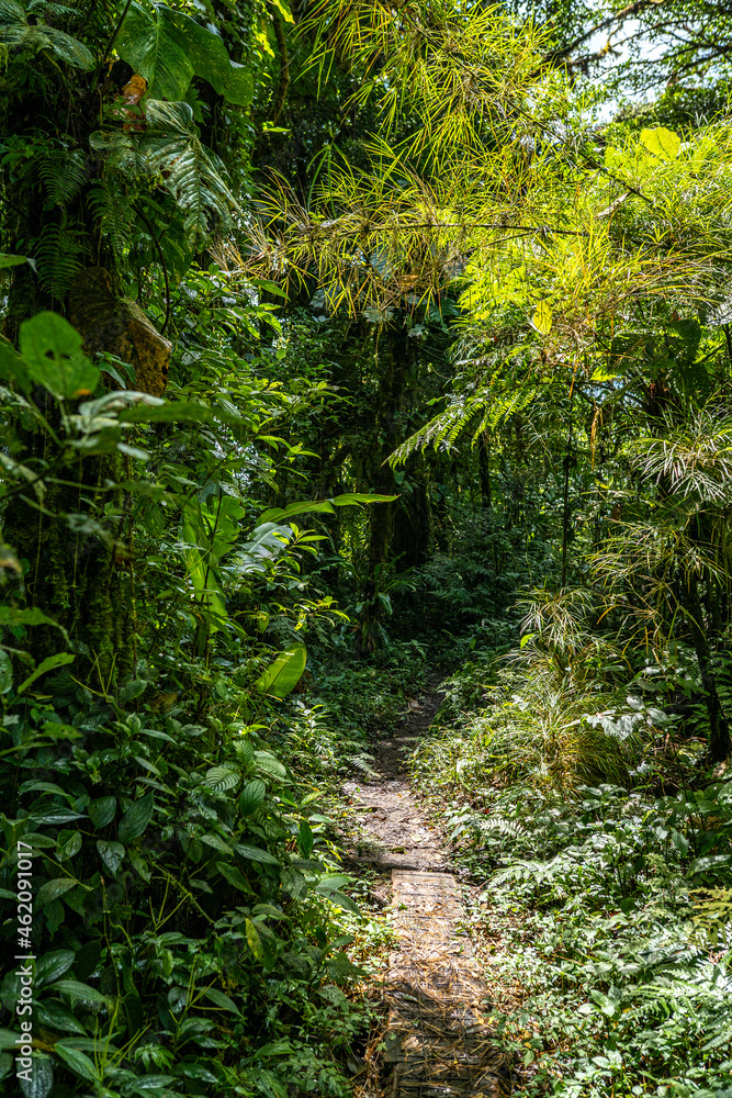 Obraz premium Tropical Plants, flowers and trees growing together in Costa Rica, Monteverde rainforest.