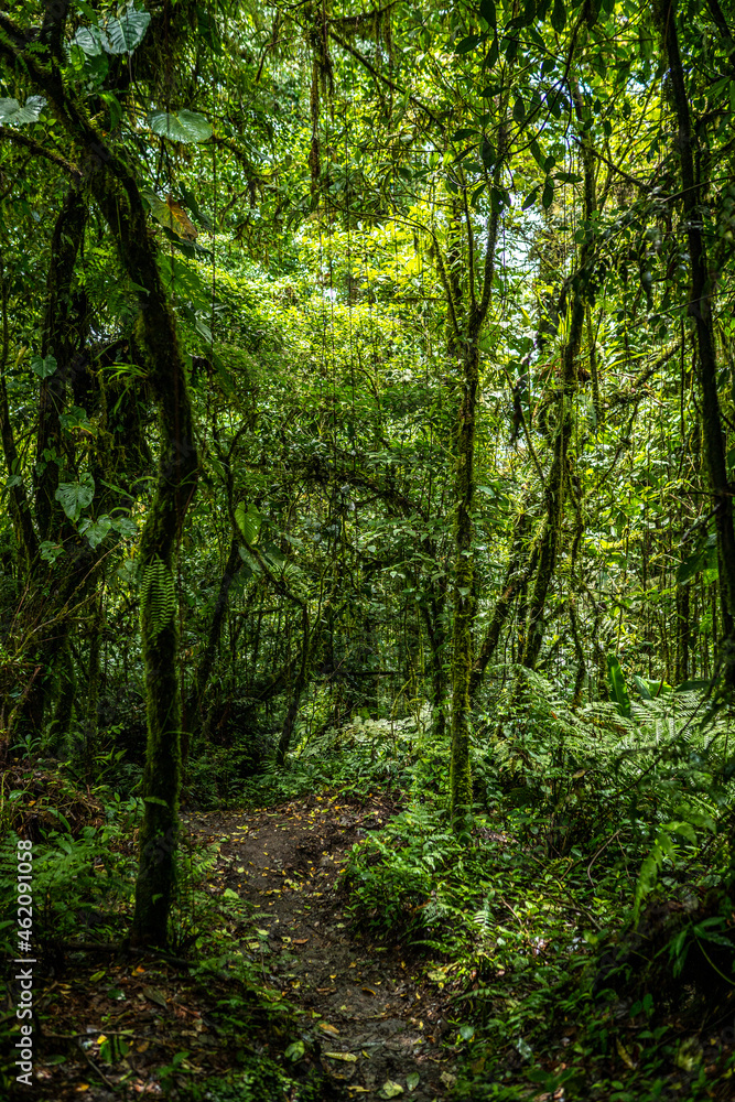 Tropical Plants, flowers and trees growing together in Costa Rica, Monteverde rainforest. Stock