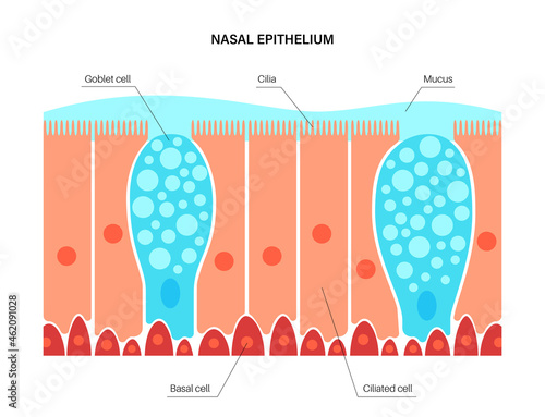 Nasal epithelium concept photo