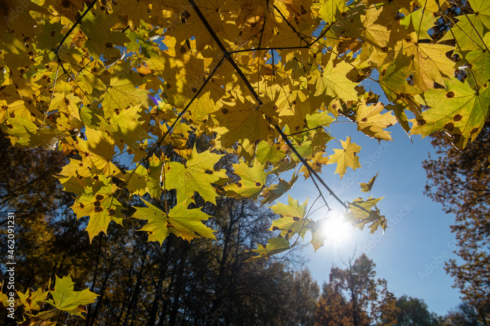 autumn leaves in the sky