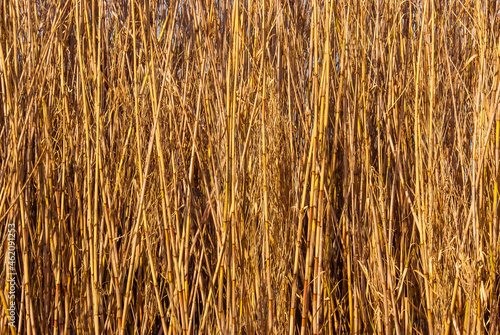 Wallpaper Mural Wall of yellow canes as background Torontodigital.ca