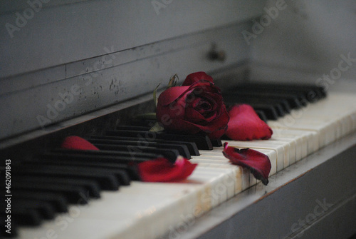 Fototapeta Naklejka Na Ścianę i Meble -  rose on piano keys
