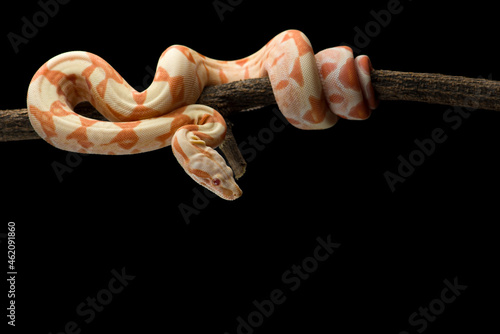 Snake red-tailed boa hanging on a branch isolated on black background photo