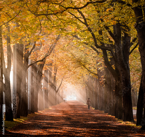 Photography autumn in the park