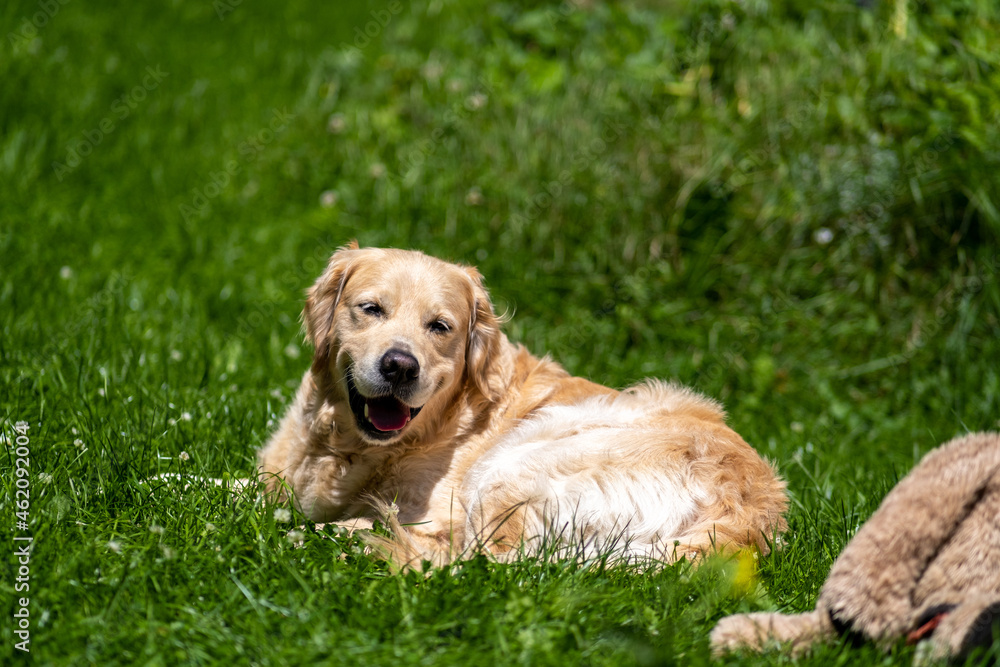 Golden retriever smiling in green grass on sunny day. Golden retriever smiling in green grass on sunny day.