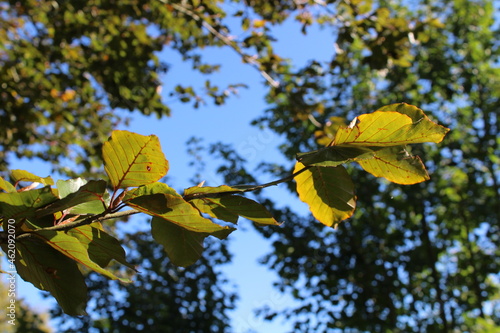green leaf with green backgroud