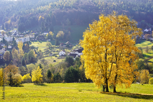 A birch tree with yellow autumn leaves in a sunny landscape. A few houses of a village in the background. Germany, Baden Wurttemberg, Wilhelmsfeld.