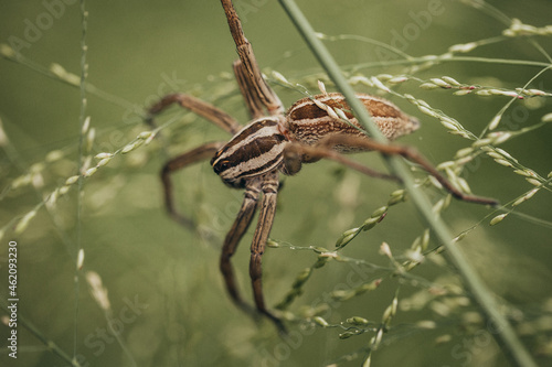 Spider on tall grass