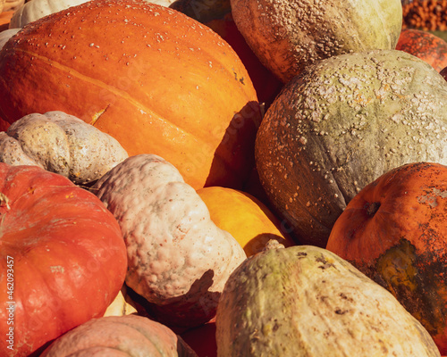 Gourds and Pumpkins 