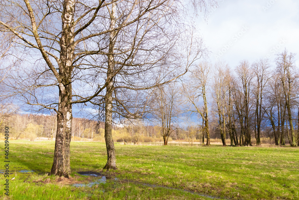 Landscape with green grass, leafless trees and stream under blue sky on sunny day, forest or park.