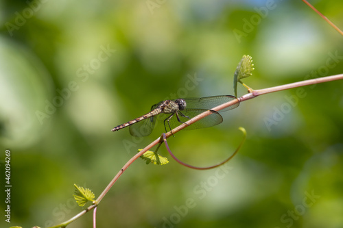 Little blue dragonlet dragonfly perched on a branch