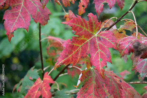 Red Maple Leaf in the Fall