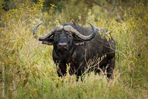 African Buffalo - Syncerus caffer or Cape buffalo is a large Sub-Saharan African bovine. Portrait in the savannah in Masai Mara Kenya  big black horny mammal on the grass  front view